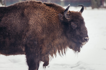 Wisent in show reserve of Bialowieza Forest National Park in Poland