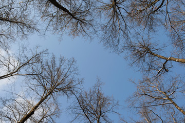 Winter trees without foliage on blue background, sky
