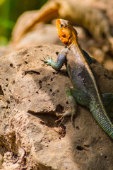 Lizard called agame settlers in the savannah of Amboseli Park in Kenya