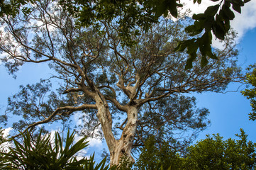 Eucalyptus tree in the forest