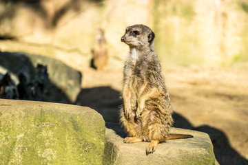 Alert meerkat ,Suricata suricatta, standing on guard