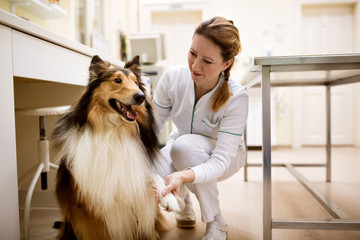 Welcome to dog patient before examining at pet clinic