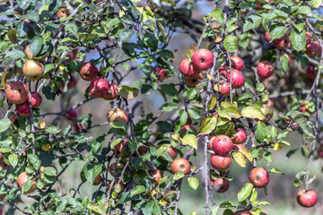 Manzanas en Árbol Manzano