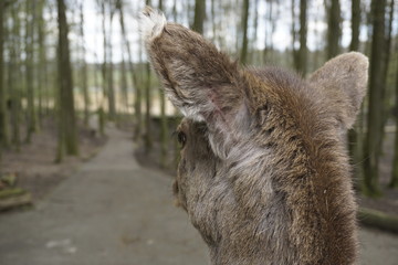 Fototapeta premium Reh