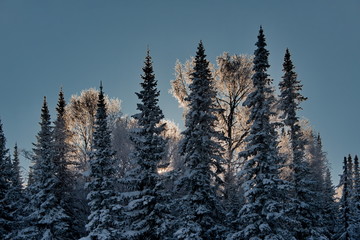 Russia. The South Of Western Siberia. Frosty dawn in Mountain Shoria.