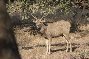 male sambar who feeds in the winter Indian forest in the sun on the edge of the forest