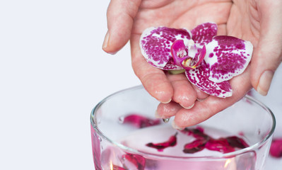 Beautiful woman hands holding an orchid flower, on white background; spa and manicure concept