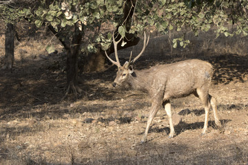 male zambara which goes along the fringe in the winter Indian forest in the sunlight