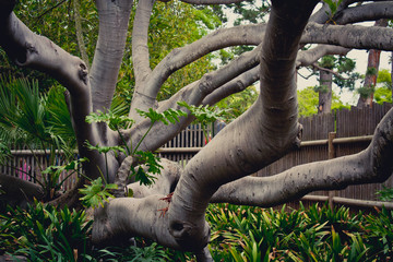Tree Spreading Out.  Santa Barbara, California.