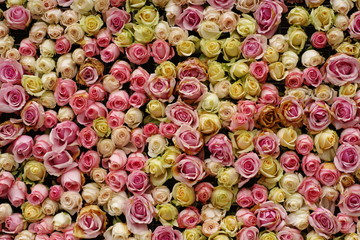 Colorful flower background