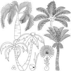 Fototapeta na wymiar Set of palm trees isolated on white background. Beautiful vector palm trees illustration.