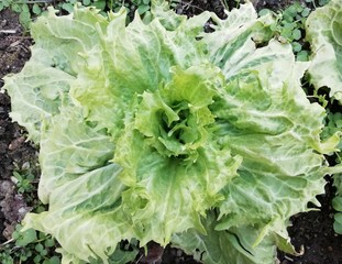 salade laitue batavia bio,dans le potager