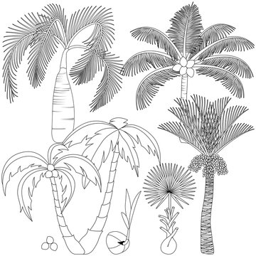 Set of palm trees isolated on white background. Beautiful vector palm trees illustration.
