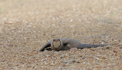 Oriental Pratincole 