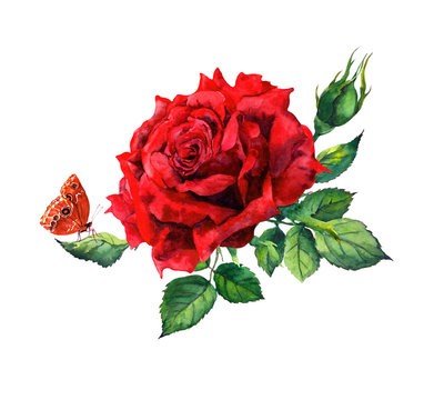 Red rose, butterfly. Watercolor flower - botanical illustration