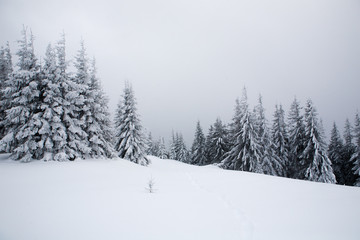 Fototapeta premium Spruce trees covered with snow and frost.