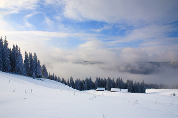 Spruce trees covered with snow and frost.