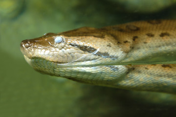 Single Green anaconda snake known also as Common anaconda or Water boa in zoological garden terrarium