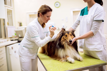 Young female veterinarian taking sample from dog's ear