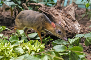 Naklejka na ściany i meble Single Java mouse-deer in a zoological garden terrarium