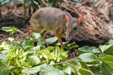 Single Java mouse-deer in a zoological garden terrarium