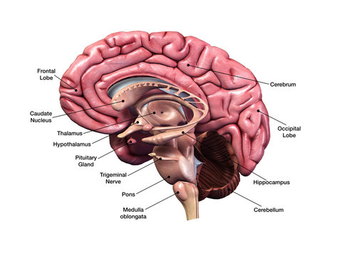 Human Brain Sagittal Section with Labels