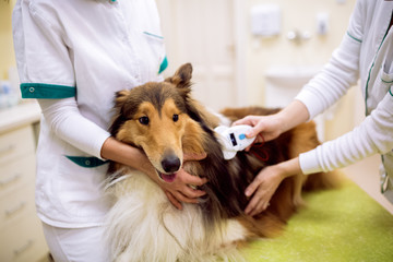 Veterinarian chech chip at dog's neck and reading information