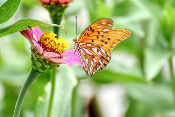 Beautiful orange butterfly on a flower in summer 