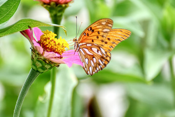 Fototapeta na wymiar Beautiful orange butterfly on a flower in summer 