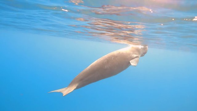 Wild dugong (sea cow) come to the surface and dive to the sea bottom underwater, 4K ultra hd video footage