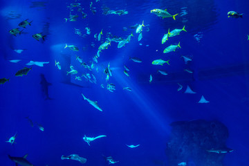 Fototapeta na wymiar Large scale sealife oceanarium with many species of underwater animals in a zoological aquarium