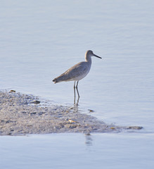 Willet Shorebird