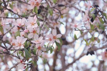 background of spring white cherry blossoms tree. selective focus.