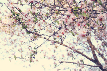 Obraz na płótnie Canvas background of spring white cherry blossoms tree. selective focus.