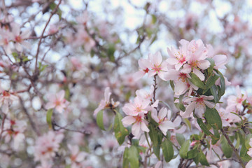 Fototapeta na wymiar background of spring white cherry blossoms tree. selective focus.