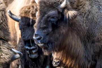 Obraz premium Close-up of Wisent in the Winter