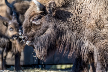 Close-up of Wisent in the Winter