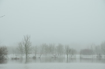 Foggy landscape