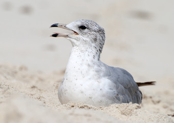 Seagull On A Sand