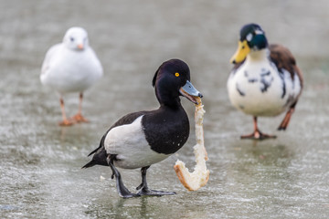Ptak z kromką chleba w dziobie na lodzie, Kaczor czernicy na szarym tle z białym ptakiem i zielono-broząwo białym, krzyżówka i mewa z tyłu