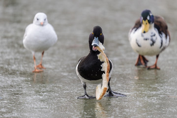 Ptak z kromką chleba w dziobie na lodzie, Kaczor czernicy na szarym tle z białym ptakiem i zielono-broząwo białym, krzyżówka i mewa z tyłu