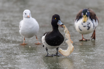 Fototapeta na wymiar Ptak z kromką chleba w dziobie na lodzie, Kaczor czernicy na szarym tle z białym ptakiem i zielono-broząwo białym, krzyżówka i mewa z tyłu