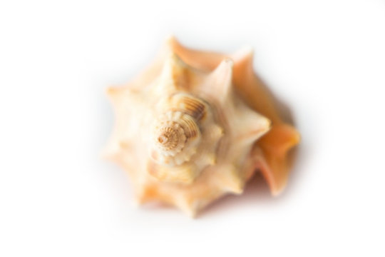 Single isolated seashell on white background