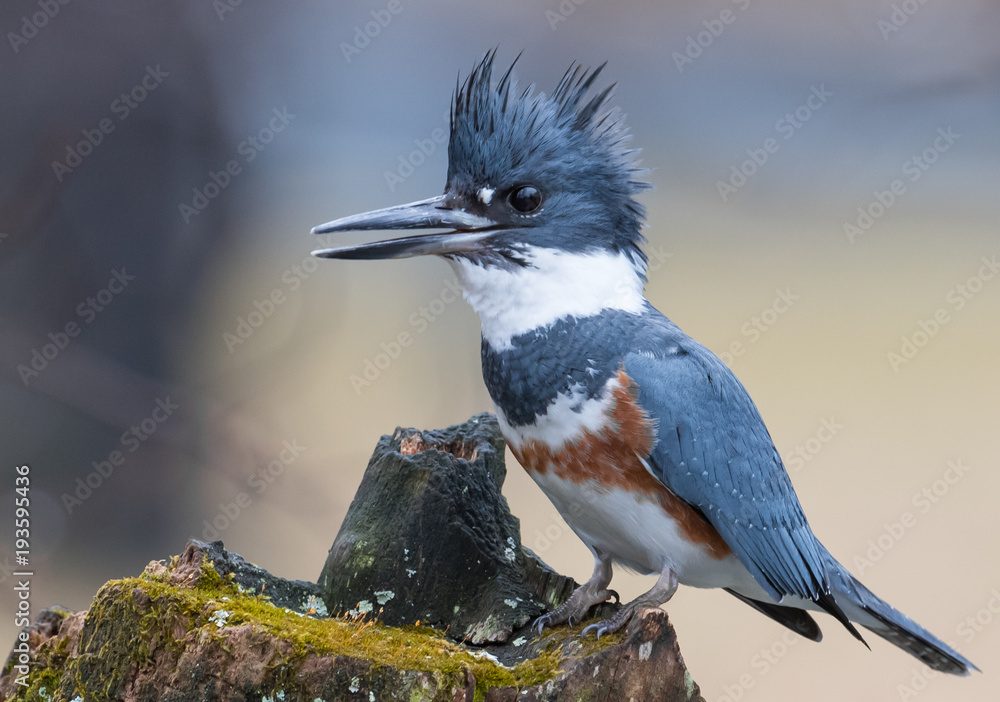 Wall mural belted kingfisher