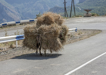 Armenia. A little donkey, loaded with a huge haystack, walks along a mountain road home.