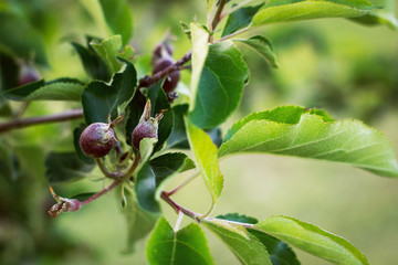 Closeup of a bunch of unripe apples on a tree branch