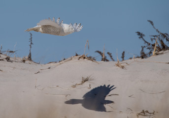 Snowy Owl © Harry Collins