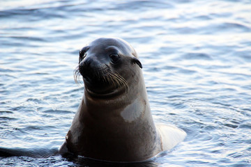 Fototapeta premium Seelöwen in freier Wildbahn auf den Galapagos Inseln