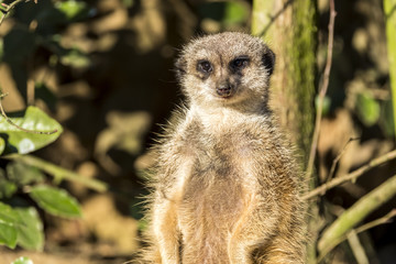 Alert meerkat ,Suricata suricatta, standing on guard
