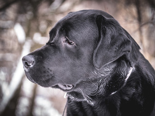 Portrait of Black Labrador Retriever in the winter.
